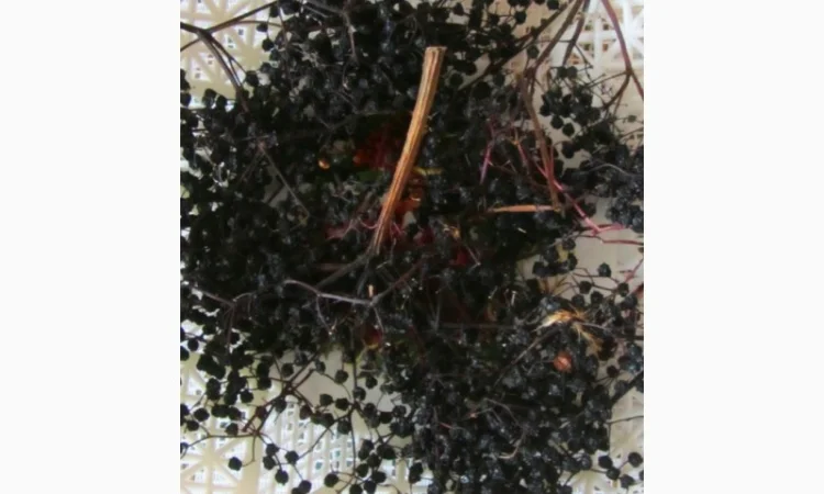 Купим ягоду Бузину только СуХуЮ.Дорого.самовывоз - фото № 1