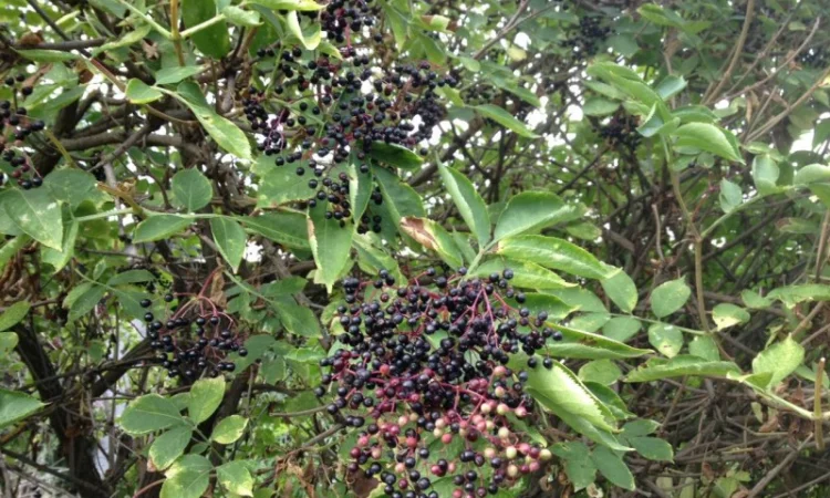 Закупаем цвет бузины и сухую ягоду бузины - фото № 1