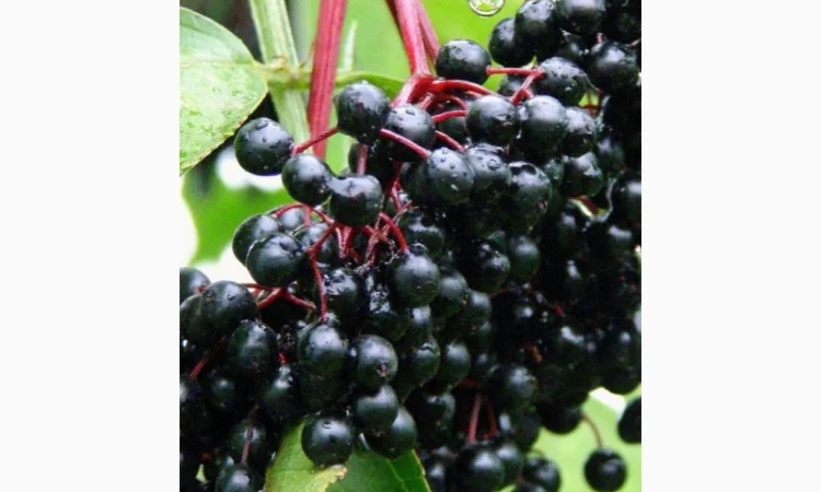 Сухую ягоду БУЗИНЫ.Купим по всей Украине - фото № 1