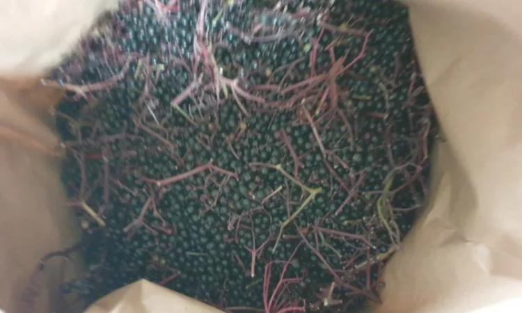 Куплю бузину - фото № 1