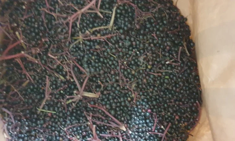 Куплю бузину - фото № 2