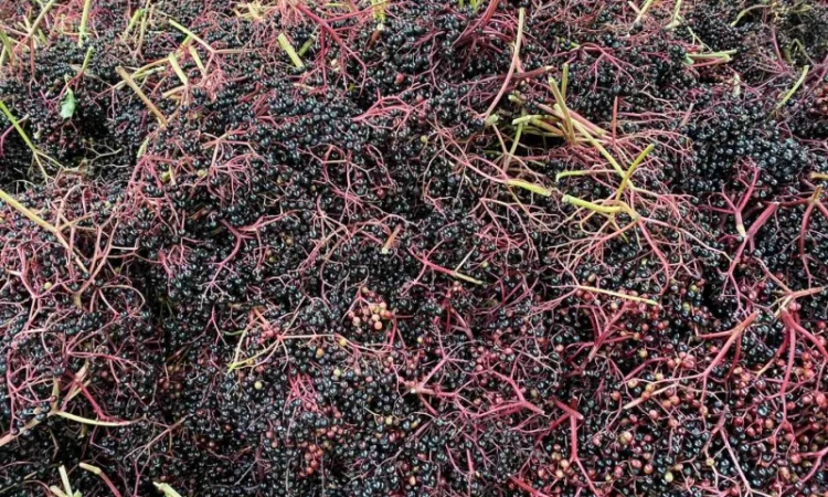 Куплю бузину - фото № 3