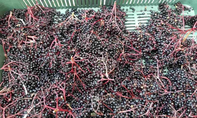 Куплю бузину - фото № 4