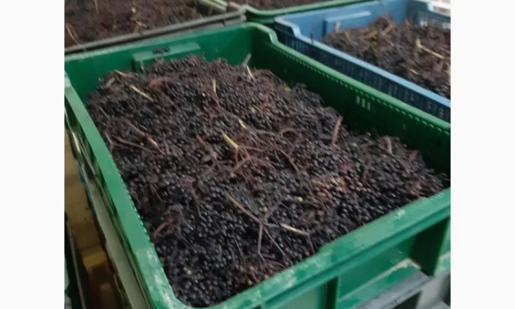 Куплю бузину заморожену оптом - фото № 1