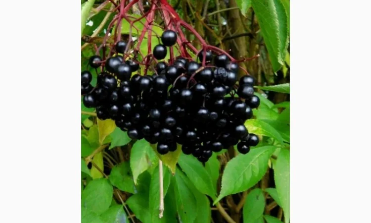 Закупаем сушенную ягоду Бузины.Любого качества - фото № 1