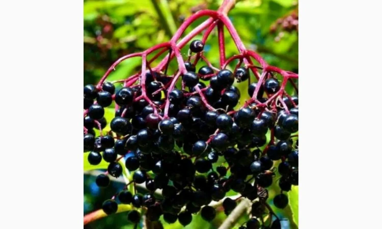 Сухую ягоду БУЗИНЫ закупаем.всегда хорошая цена.Вся Украина.Самовывоз - фото № 1