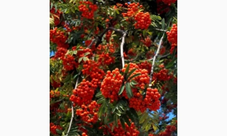 Купим сухую бузину, красную рябину, шиповник.Нужны обьемы - фото № 2