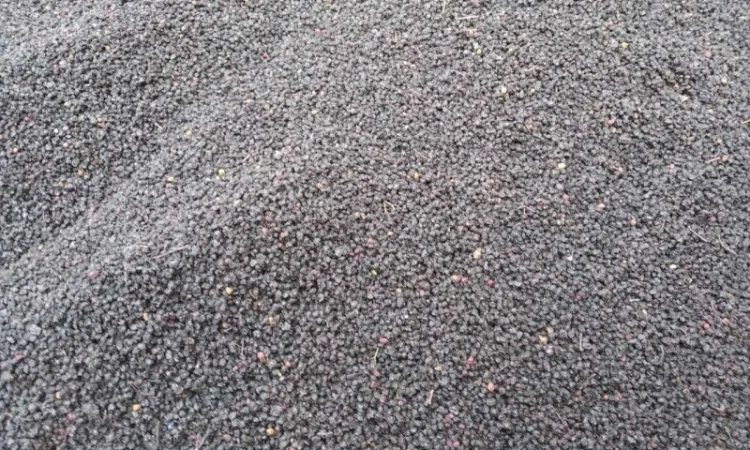 Закупаем цвет бузины, ягоду Бузины СУхую.Оплата наличными.Самовывоз - фото № 1