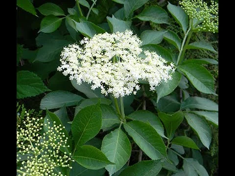 Закупаем цвет бузины, Сушеную ягоду бузины.красную рябину.шиповник.вся Украина.самовывоз - фото № 2