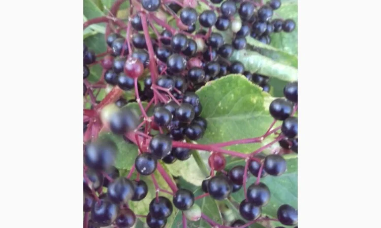 Сухую ягоду БУЗИНЫ закупаем от населения и заготовителей - фото № 1