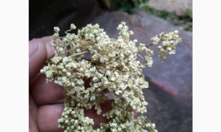 Закупаем Ягоду БУЗИНЫ, цвет бузины и липы сухой.Крупный и мелкий опт - фото № 1