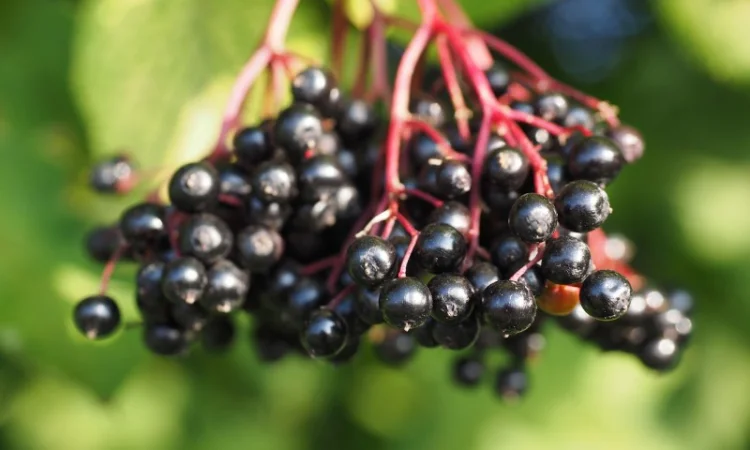 Суха бузена - фото № 1