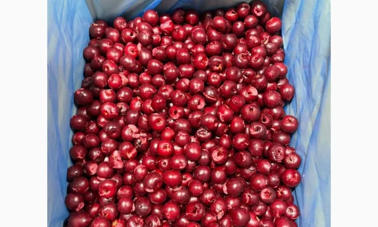 Пропонується вишня без кісточок, шокова заморозка - фото № 2