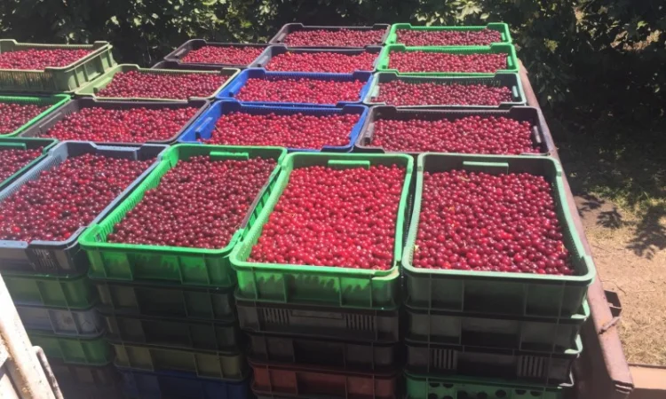 Продаємо вишню товарну і на переробку.Є обсяг Врожай 2025 р.Реєструємо ПДВ - фото № 1