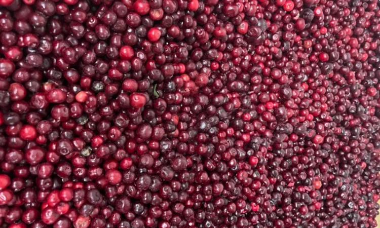 Вишня заморожена, Вишня - фото № 1