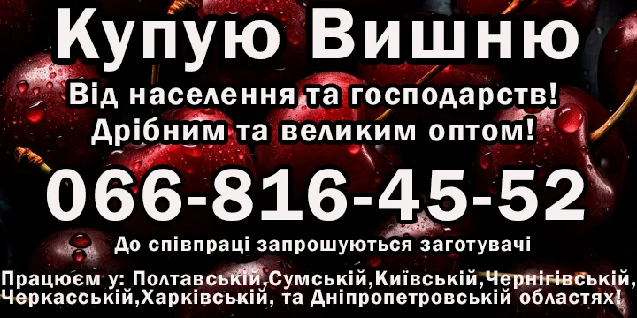 Куплю вишню урожая 2025 года оптом - фото № 1