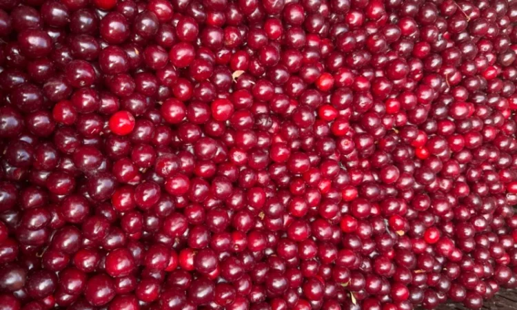 Пропонується вишня оптом - фото № 1