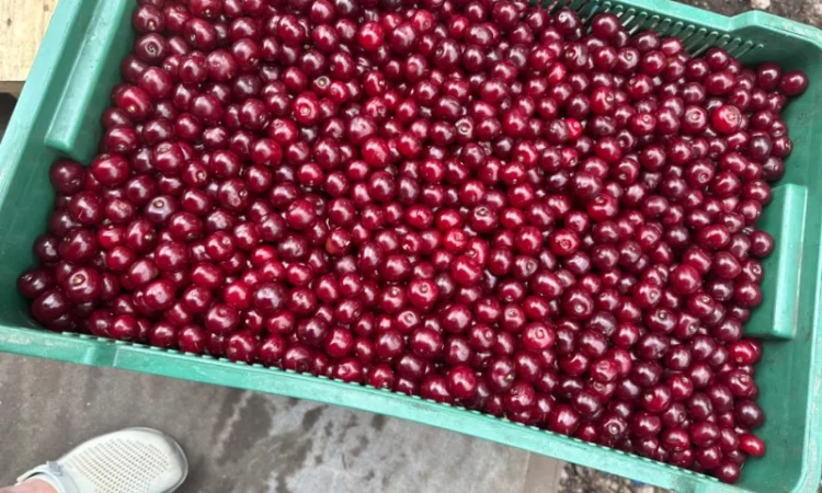 Продаємо Вишню - фото № 1