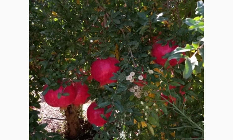 Ручна граната оптом - фото № 6