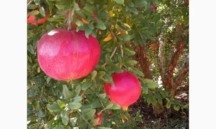 Ручна граната оптом - фото № 1