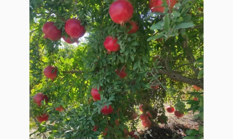 Ручна граната оптом - фото № 2