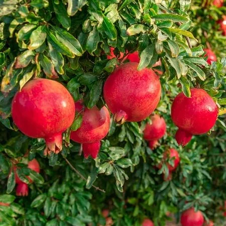 Ручна граната оптом - фото № 4