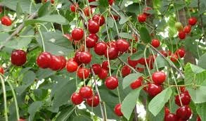 Куплю вишню - фото № 2