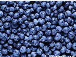 Голубика лохина - фото № 1