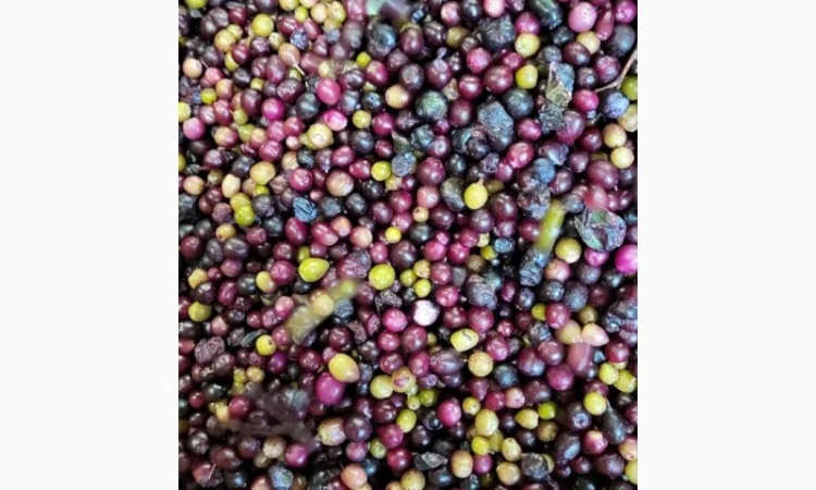 Продам лохину заморожену 2 сорту - фото № 1