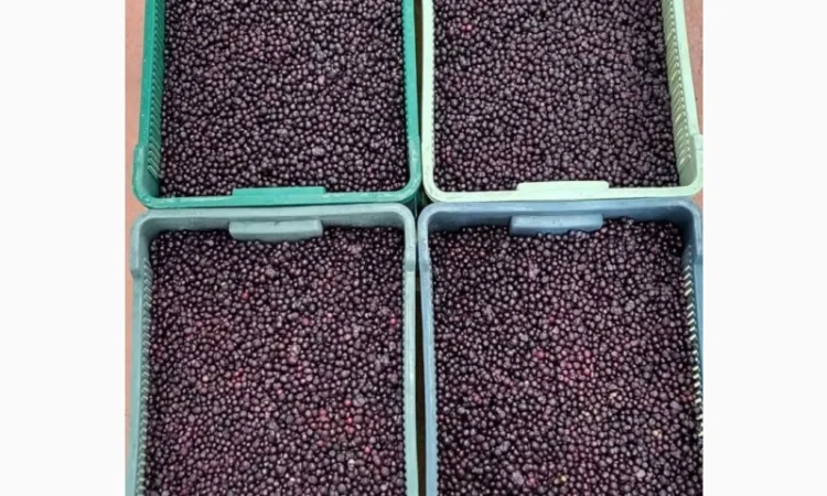 Продам лохину заморожену А-клас - фото № 1