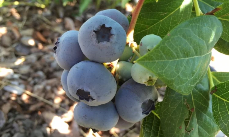 Продам ягоду лохини - фото № 1