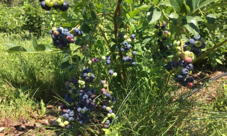 Продам ягоду лохини - фото № 2