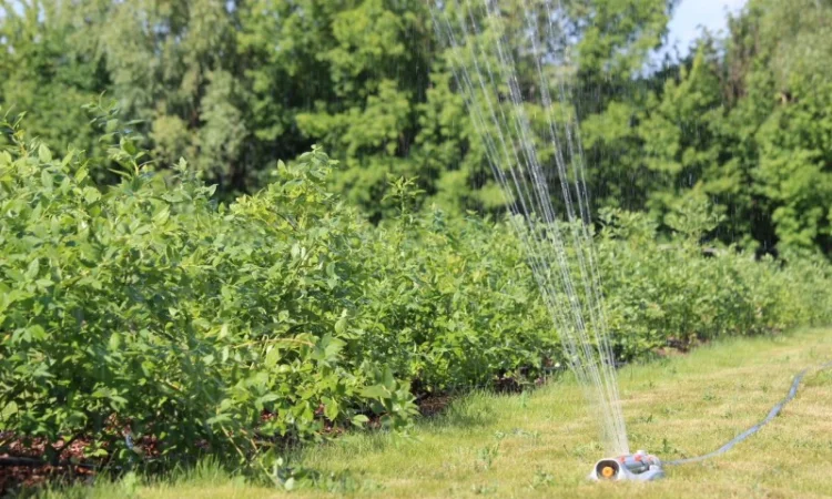 Продам ягоду лохини - фото № 3