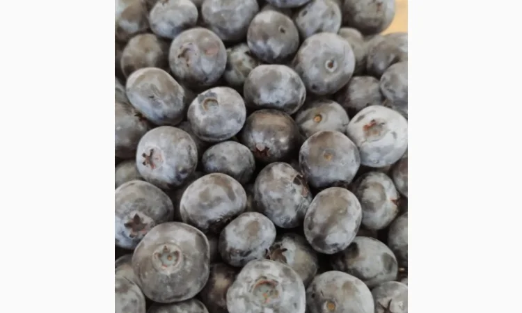 Продаємо ГОЛУБІКУ. (лохина) - фото № 2