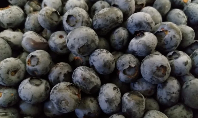 Продаємо ГОЛУБІКУ. (лохина) - фото № 1