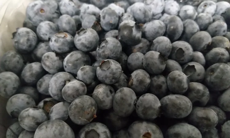 Продаємо ГОЛУБІКУ. (лохина) - фото № 3