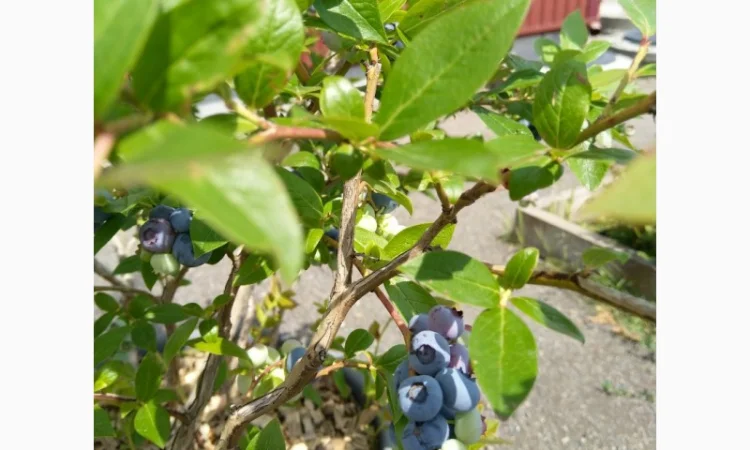 Продаємо ГОЛУБІКУ. (лохина) - фото № 4