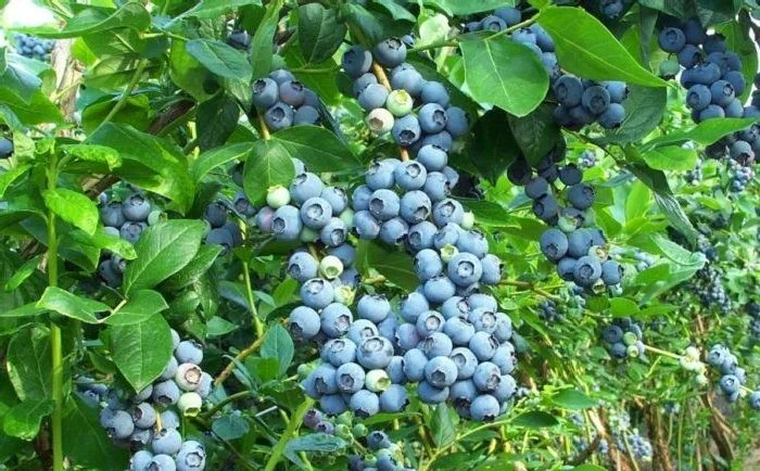 Продам лохину - фото № 1