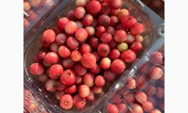 Рожева Лохина Pink Lemonade - фото № 2