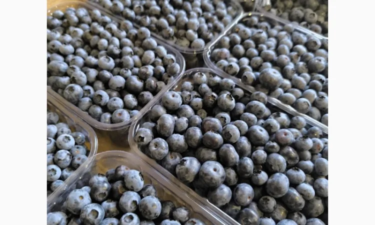 Пропоную свіжу та заморожену лохину врожай 2024 - фото № 1