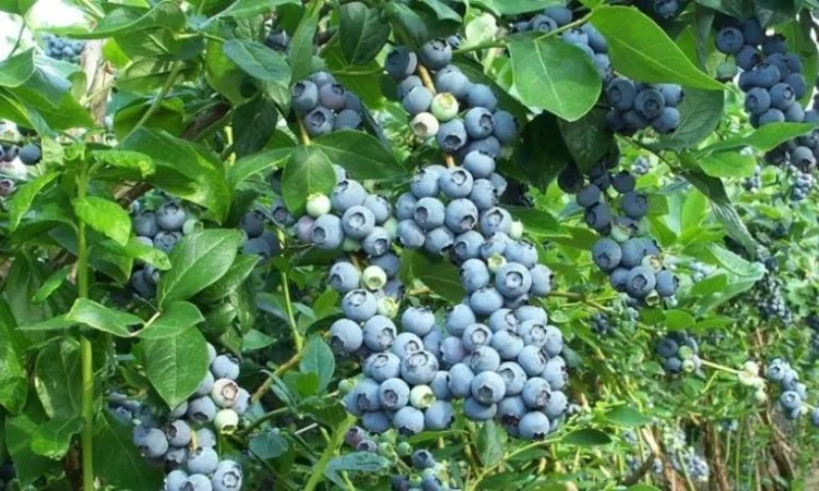 Куплю лохину оптом від 5 тонн на заморозку - фото № 1