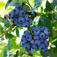 Закупка лохини оптом від 5 тонн під заморозку - фото № 1