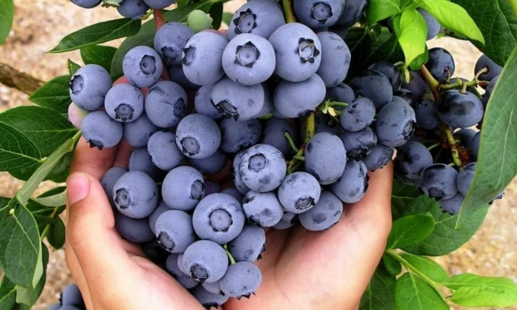 Куплю лохину оптом на заморозку від 5 тонн - фото № 1