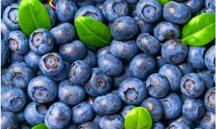 Куплю лохину - фото № 1