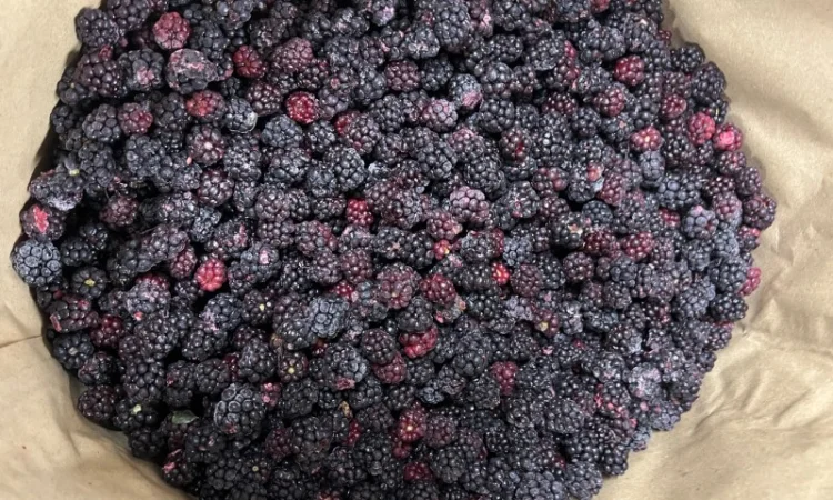 Продам ожину дикорослу - фото № 1