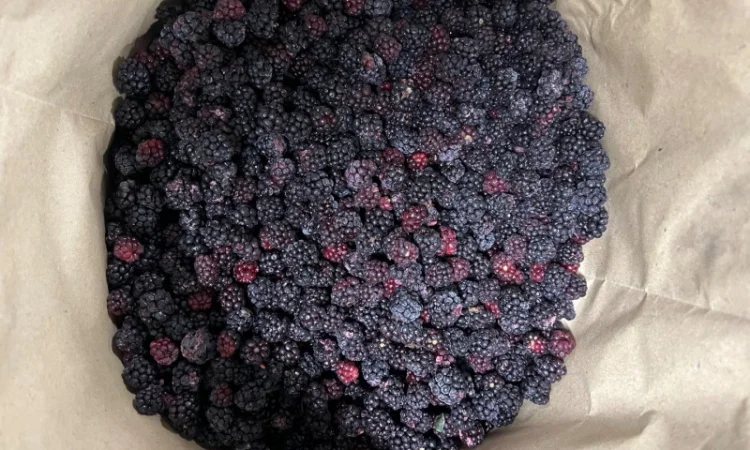 Продам ожину дикорослу - фото № 2