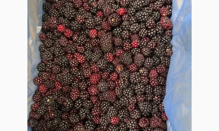 Продам ожину лісову заморожену - фото № 1