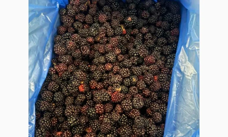 Продам ожину культивовану заморожену - фото № 1