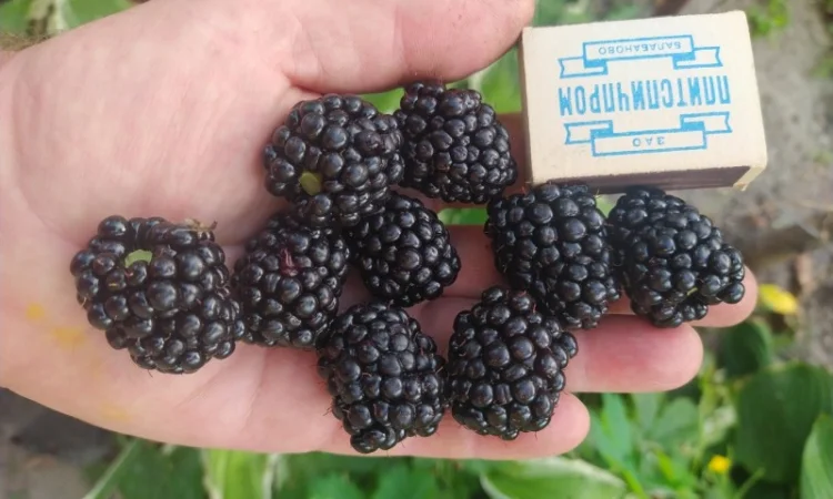 Ежевика - фото № 1
