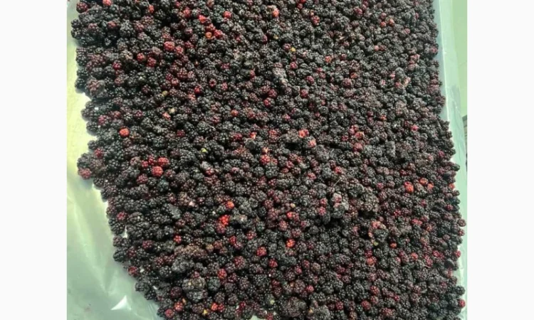 Продам ожину дикорослу - фото № 1